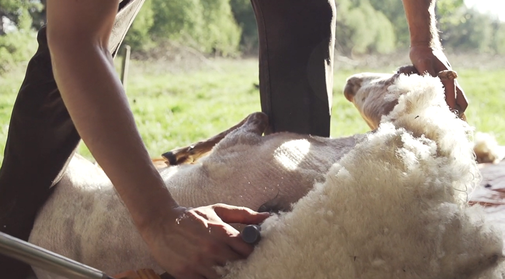 Shearing sheep Dutch wool Halona 