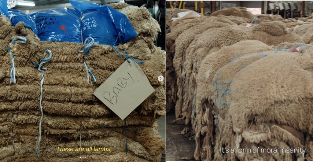 sheep wool 