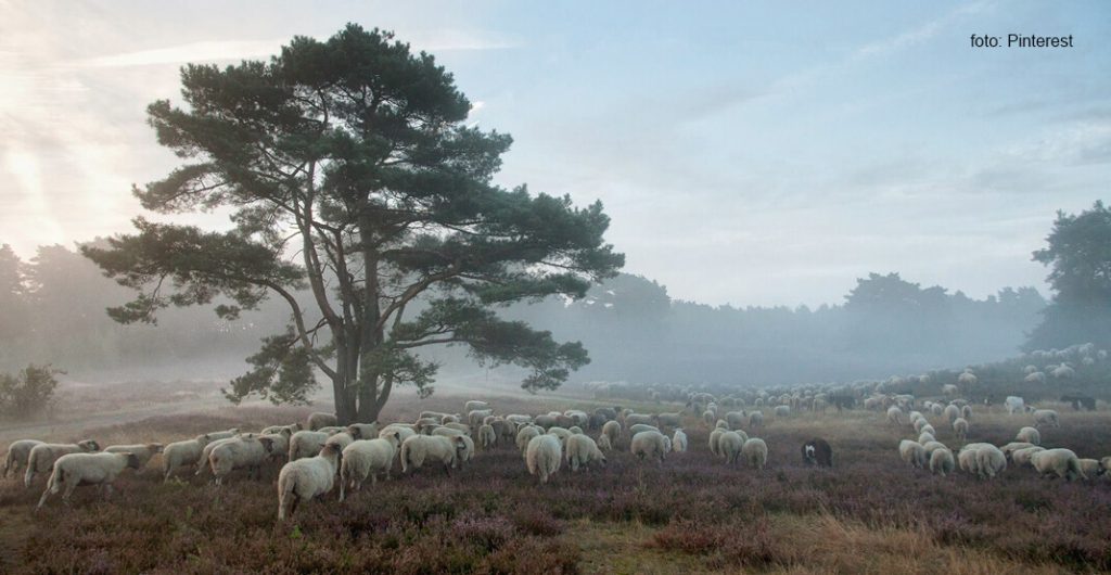 Nederlandse schapen wol
